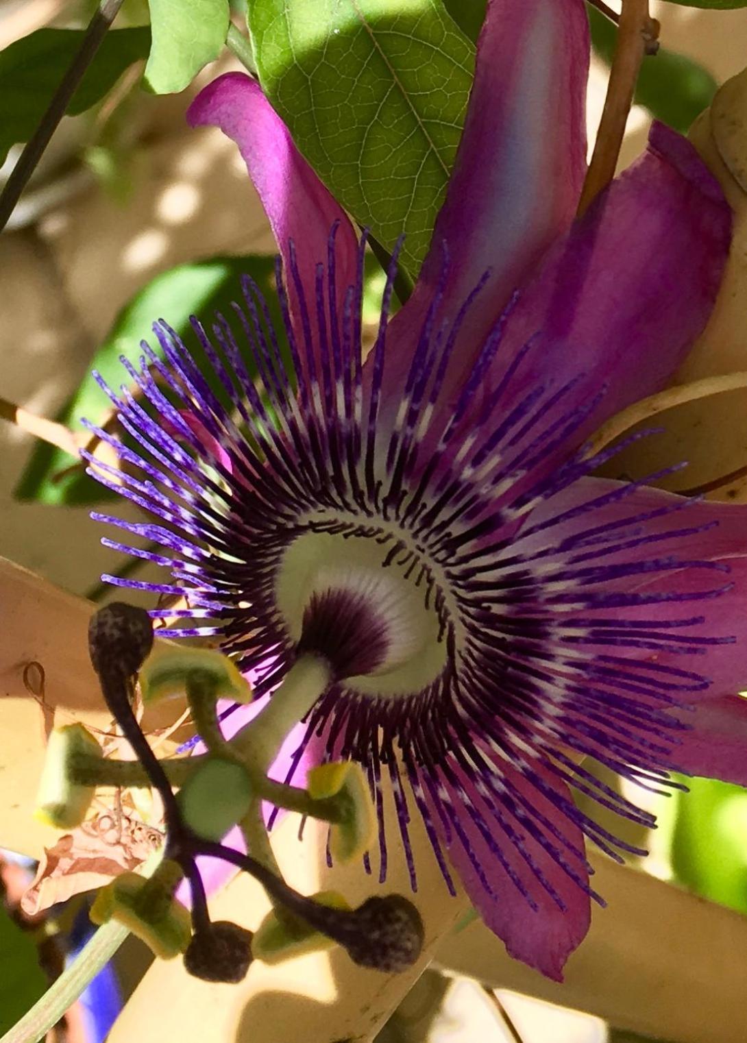 Botanica B&B Xagħra Exteriér fotografie