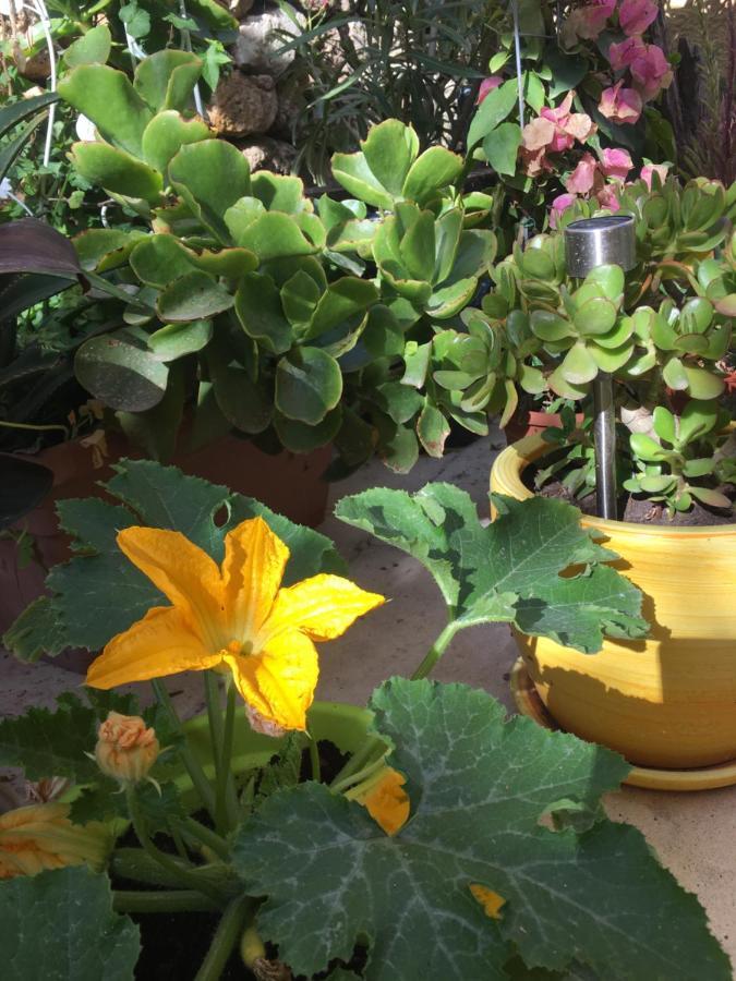 Botanica B&B Xagħra Exteriér fotografie
